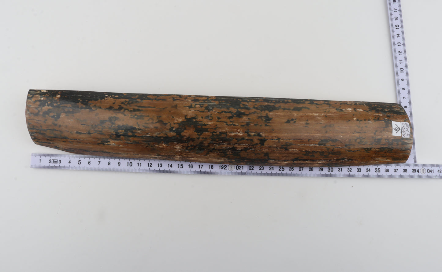 Mustard-blue mammoth bark