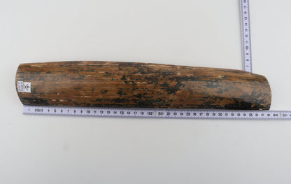 Mustard-blue mammoth bark