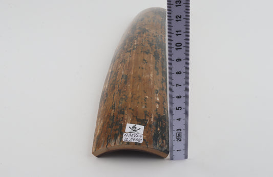 Mustard-blue mammoth bark