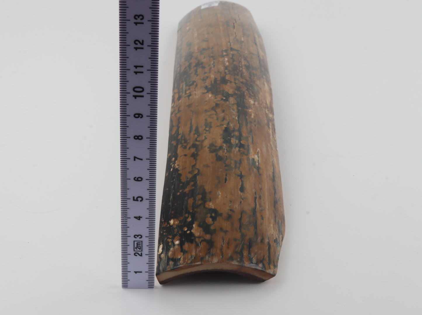 Mustard-blue mammoth bark