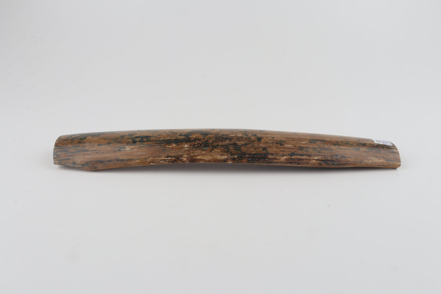 Mustard-blue mammoth bark