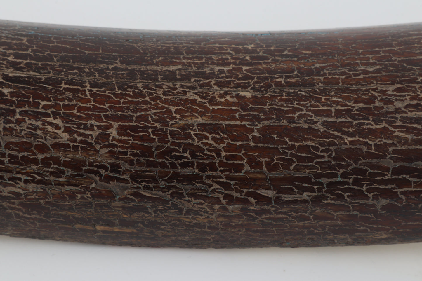Brown mammoth bark
