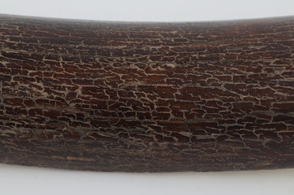 Brown mammoth bark