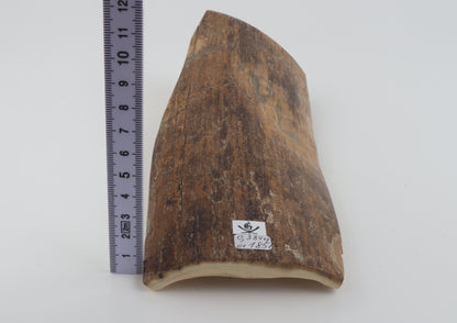 Beige mammoth bark