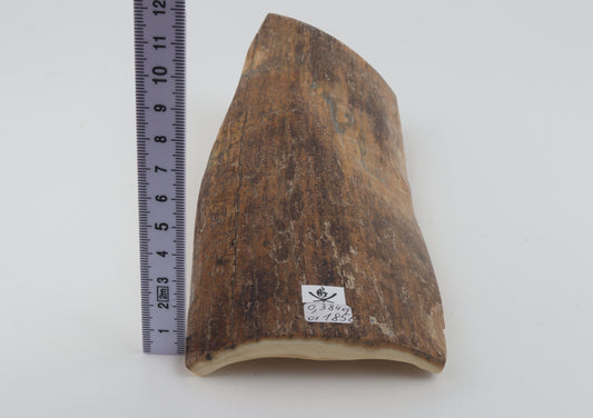 Beige mammoth bark