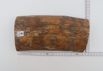 Brown-mustard mammoth bark