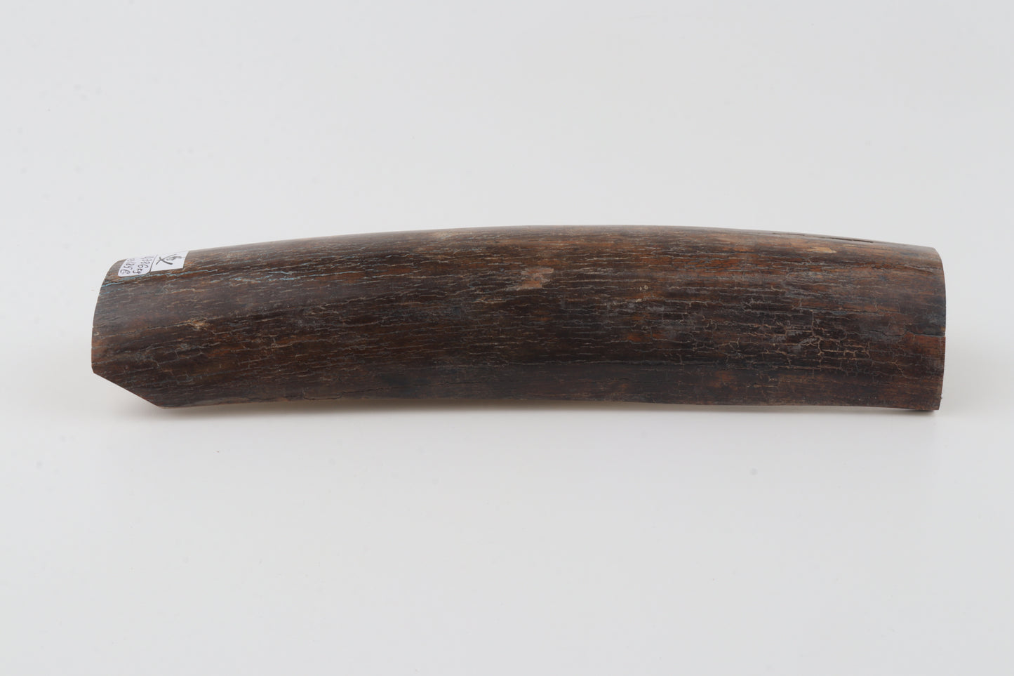 Brown mammoth bark