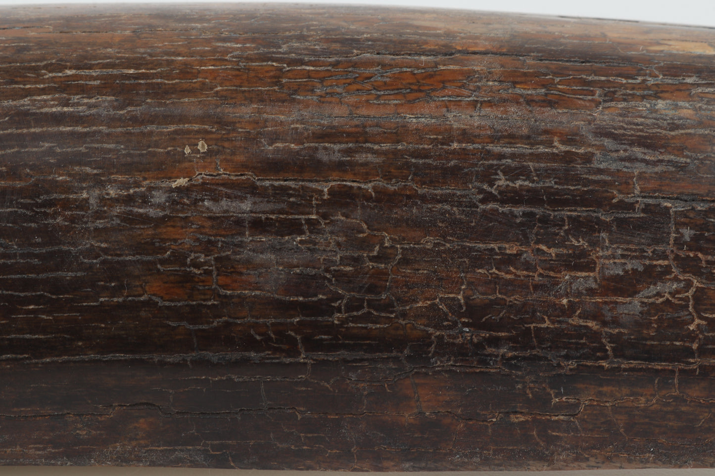 Brown mammoth bark
