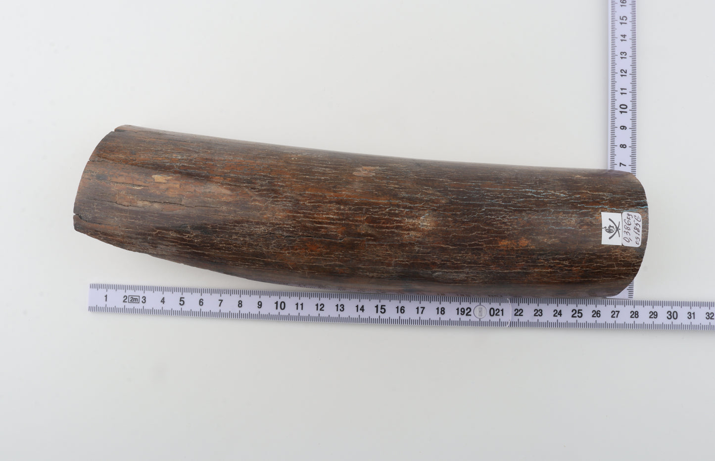 Brown mammoth bark
