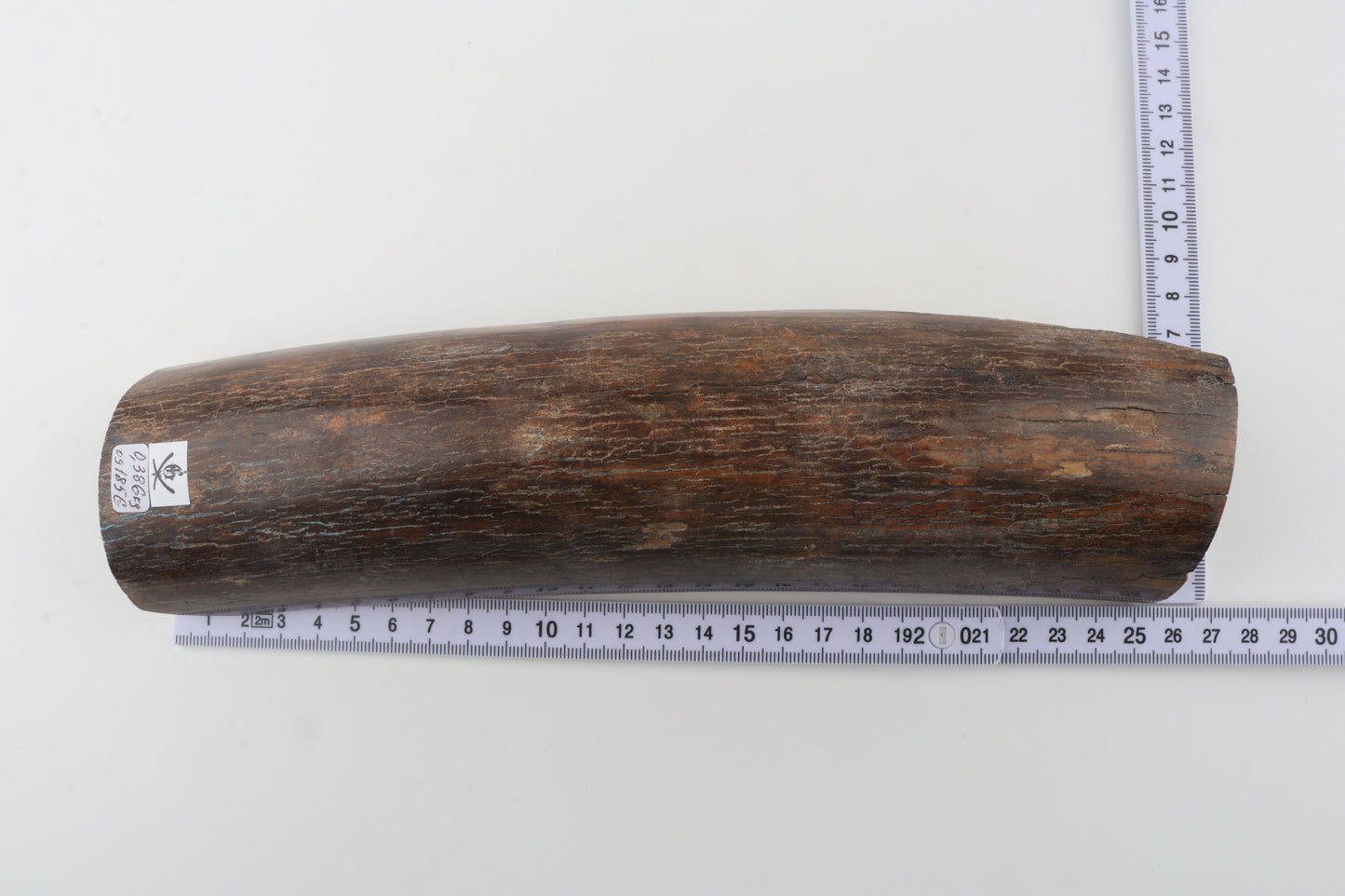 Brown mammoth bark