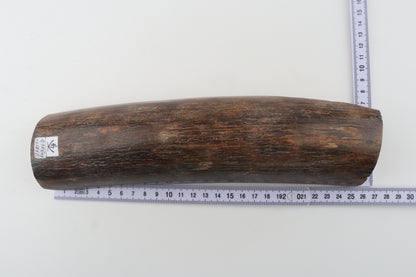Brown mammoth bark
