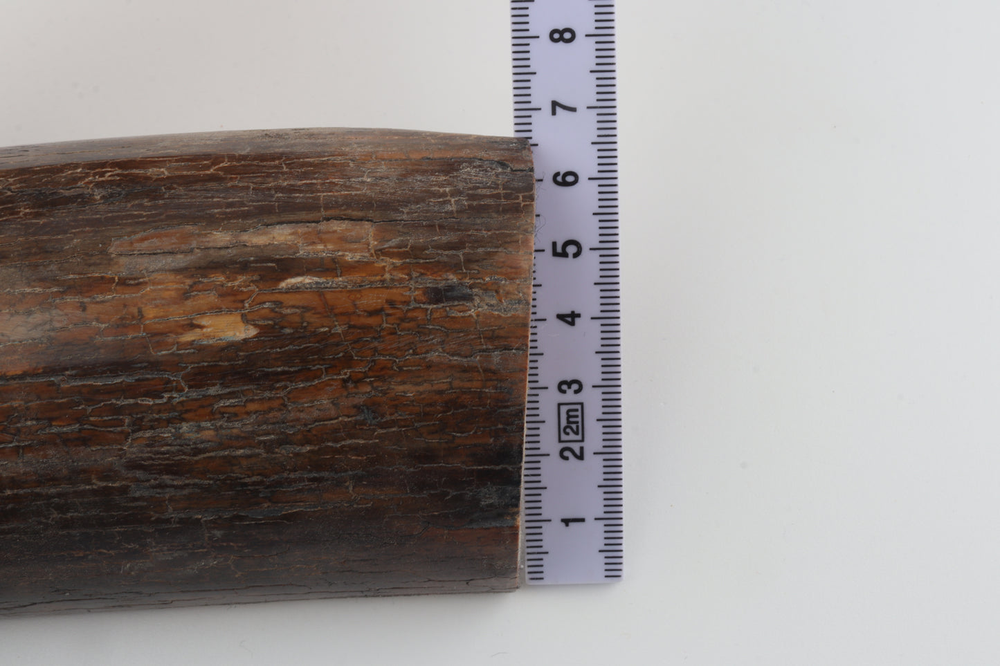 Brown mammoth bark