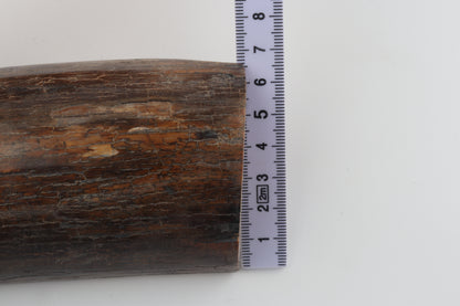 Brown mammoth bark
