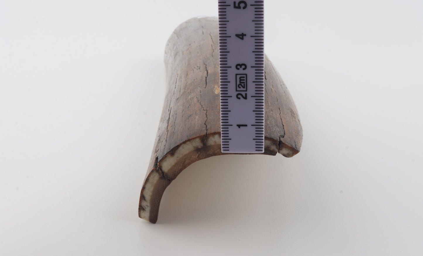 Brown mammoth bark