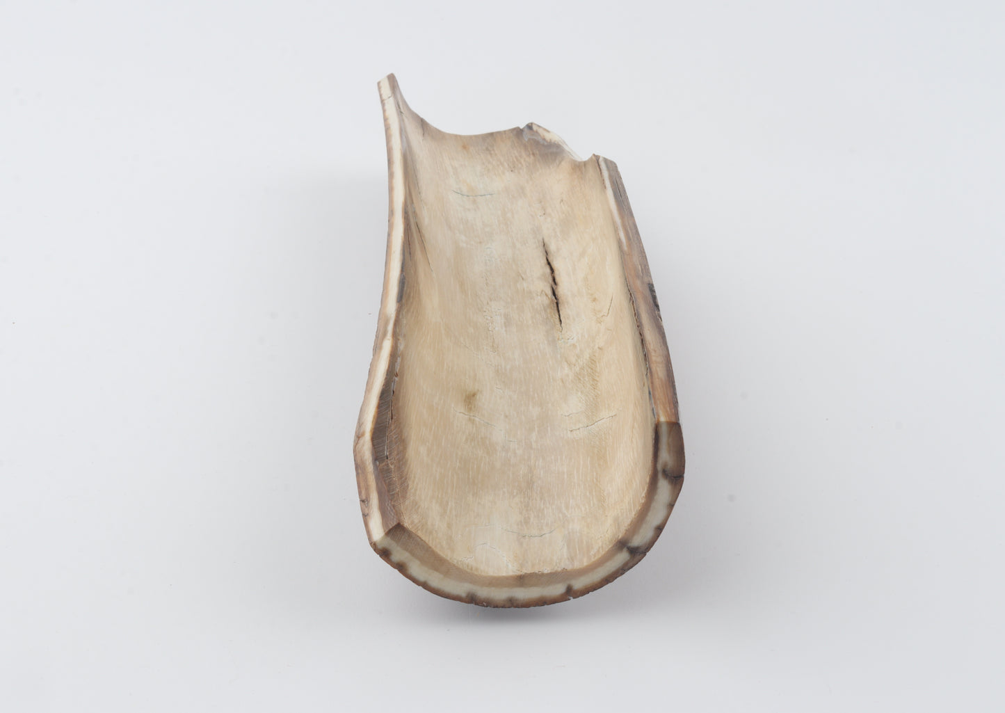 Brown mammoth bark