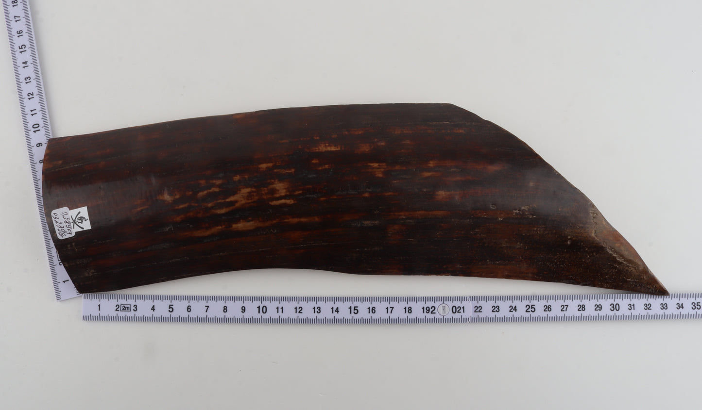 Red-brown mammoth bark