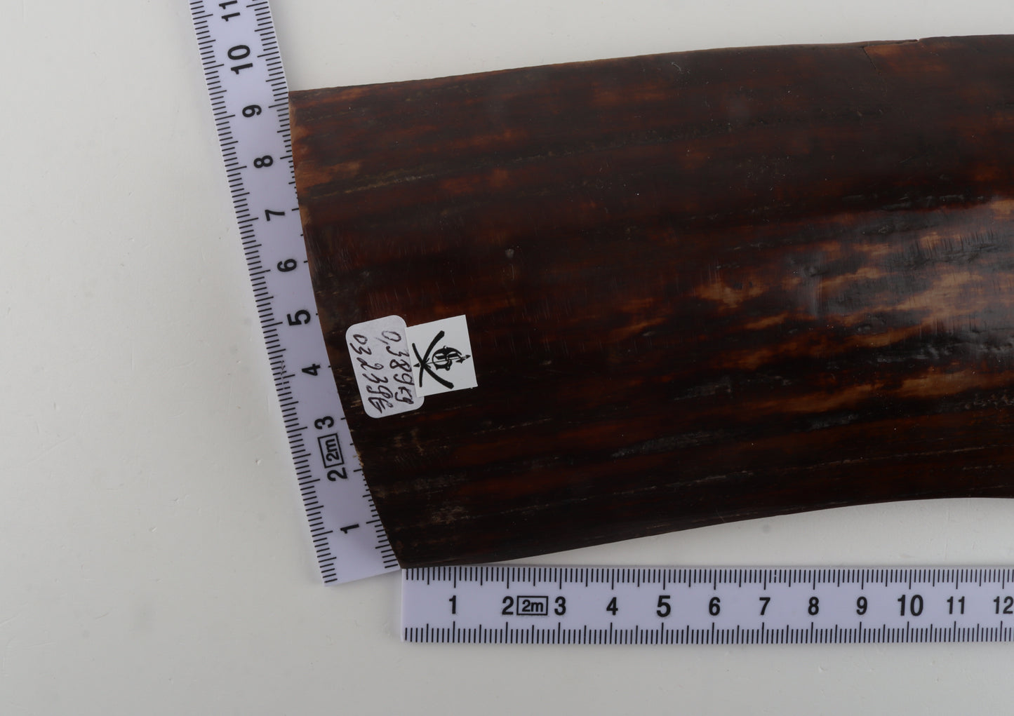 Red-brown mammoth bark