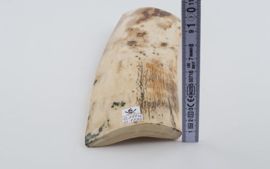 Natural mammoth bark