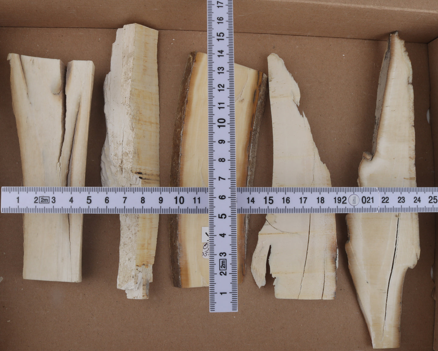 Untreated mammoth ivory pieces