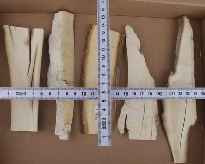 Untreated mammoth ivory pieces