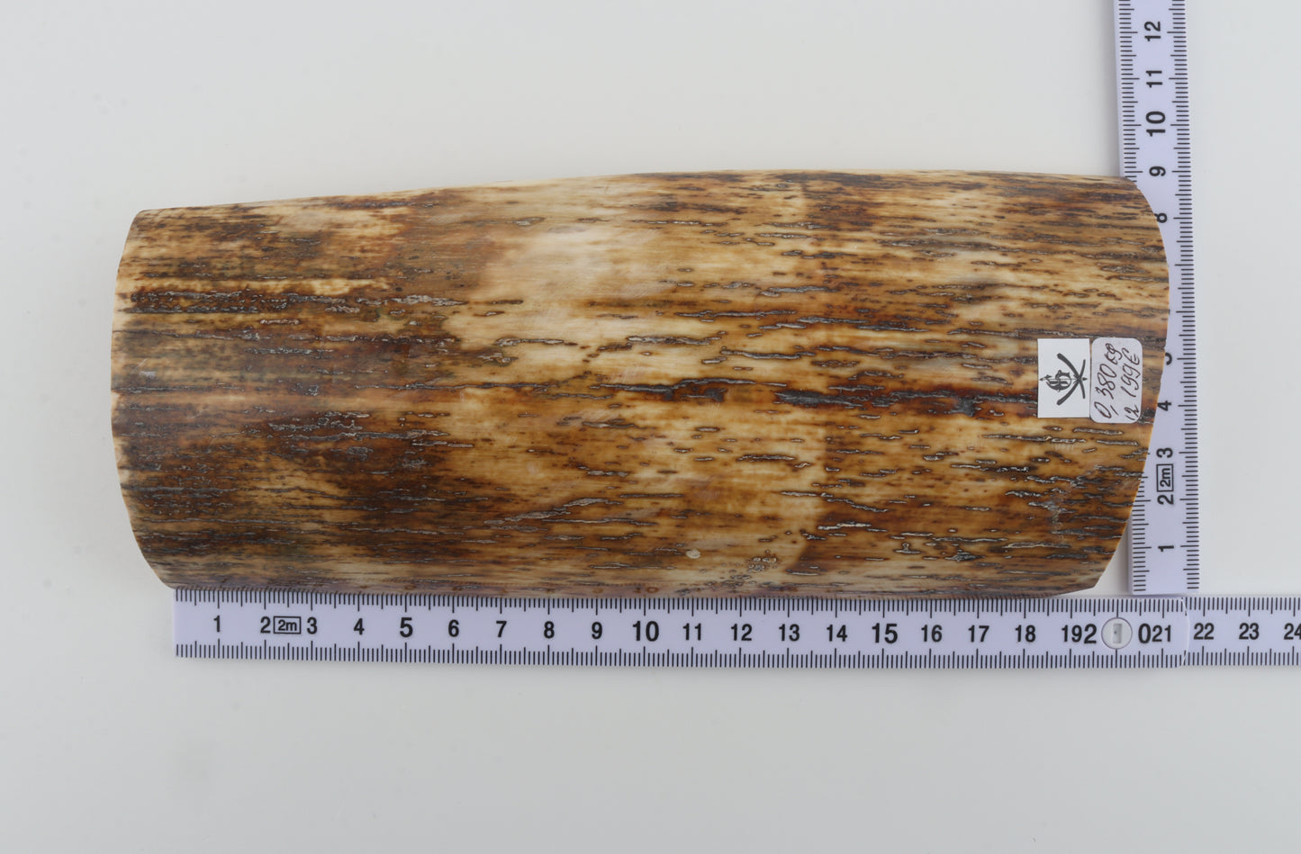 Brown-orange mammoth bark