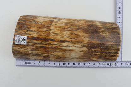 Brown-orange mammoth bark