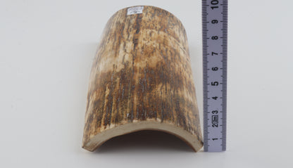 Brown-orange mammoth bark