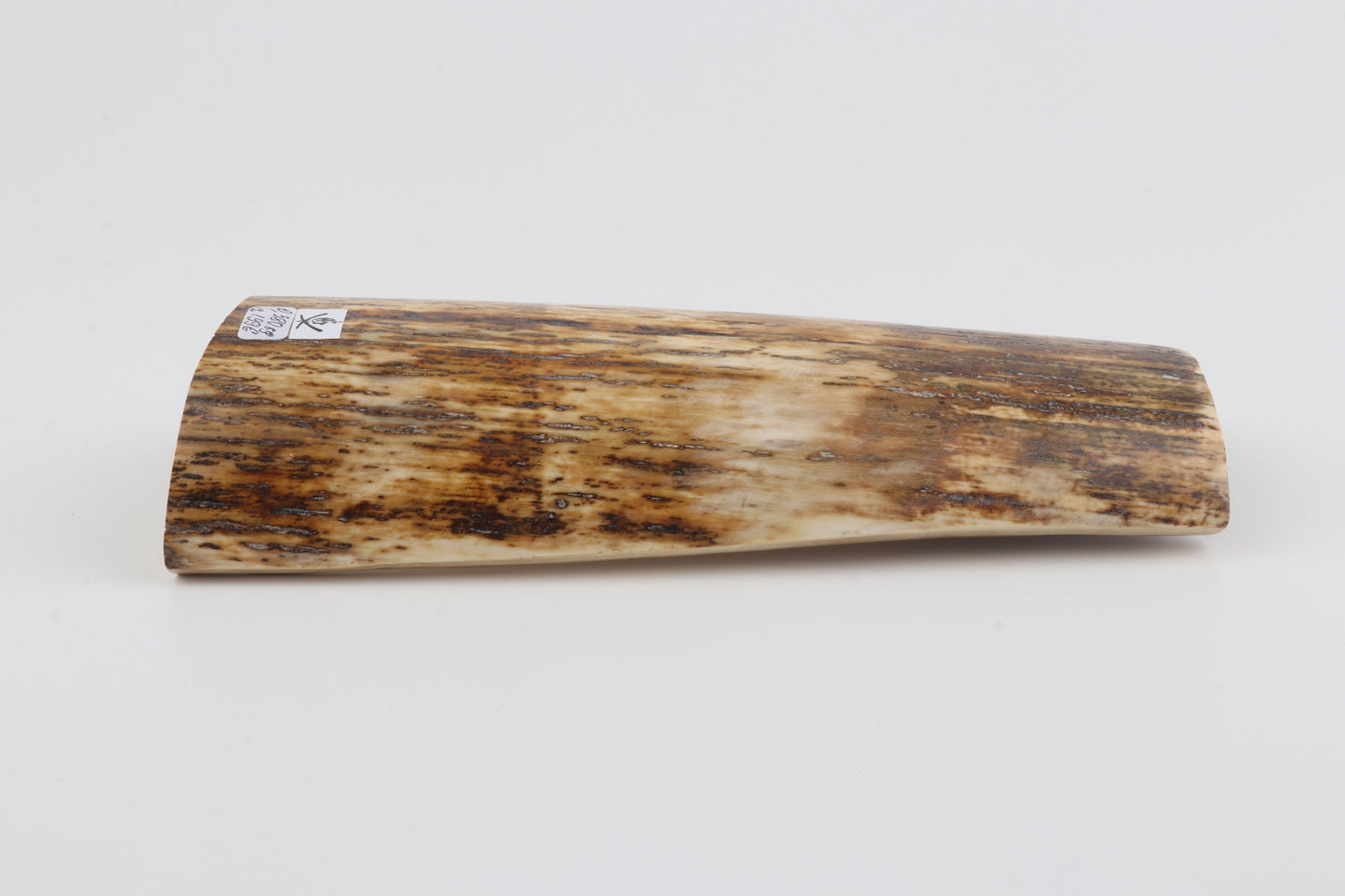 Brown-orange mammoth bark