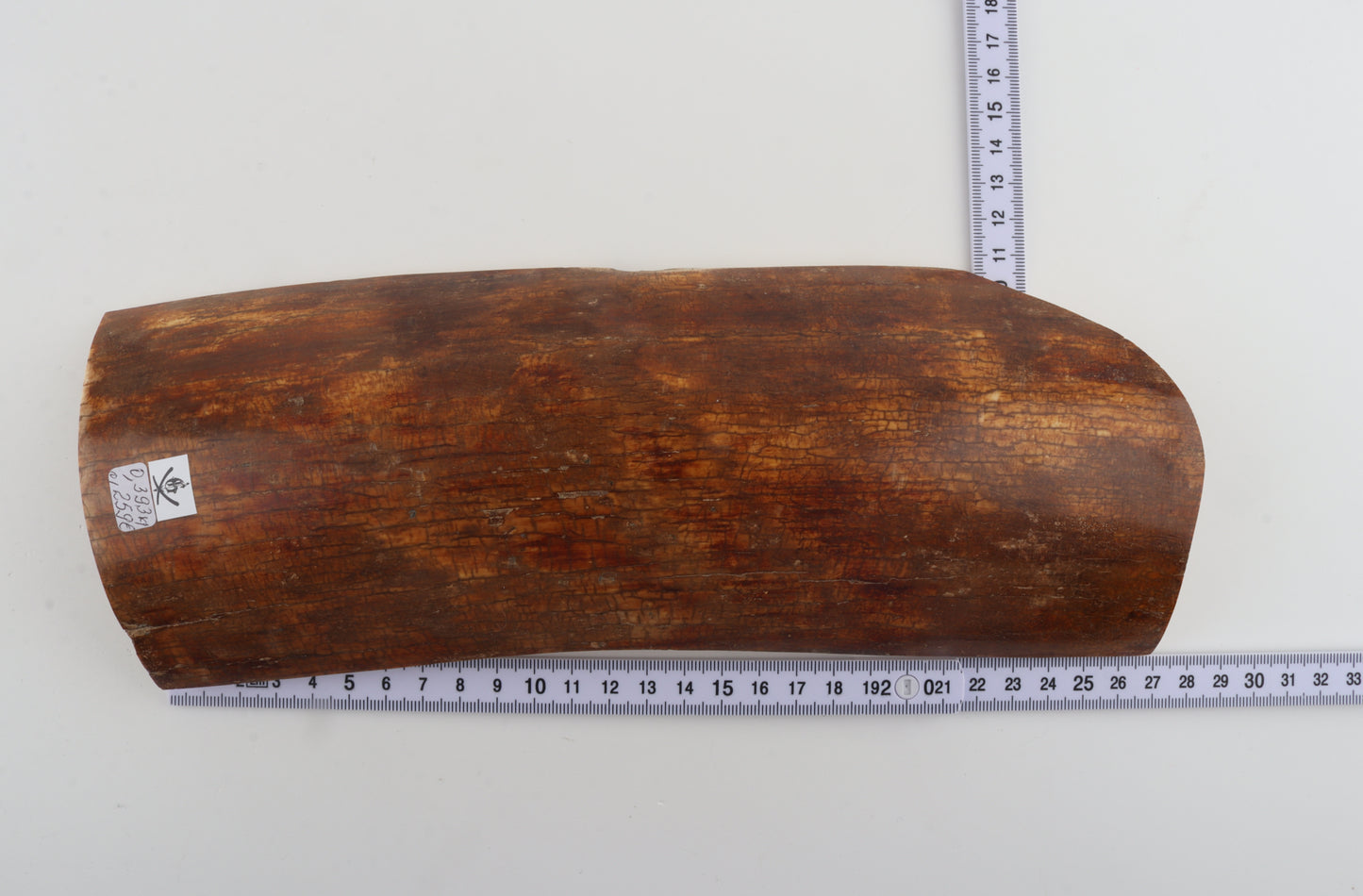 Caramel mammoth bark