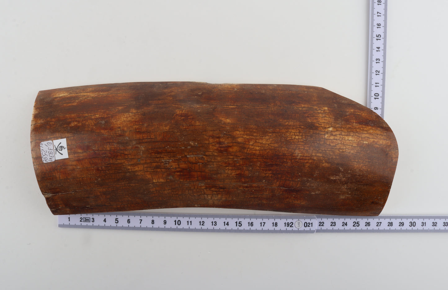 Caramel mammoth bark