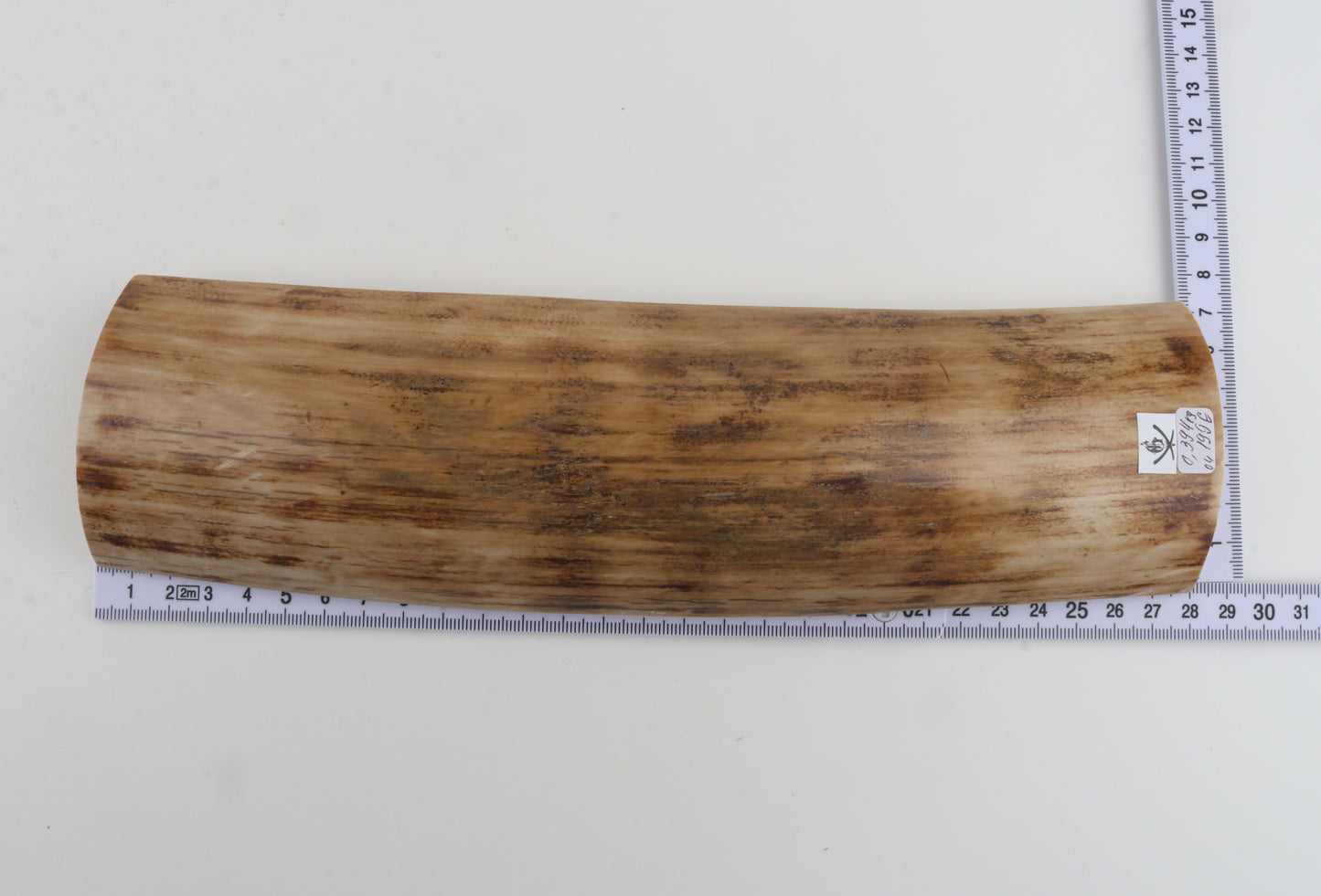 Beige woolly mammoth bark