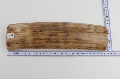 Beige woolly mammoth bark