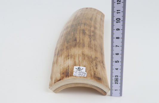 Beige woolly mammoth bark