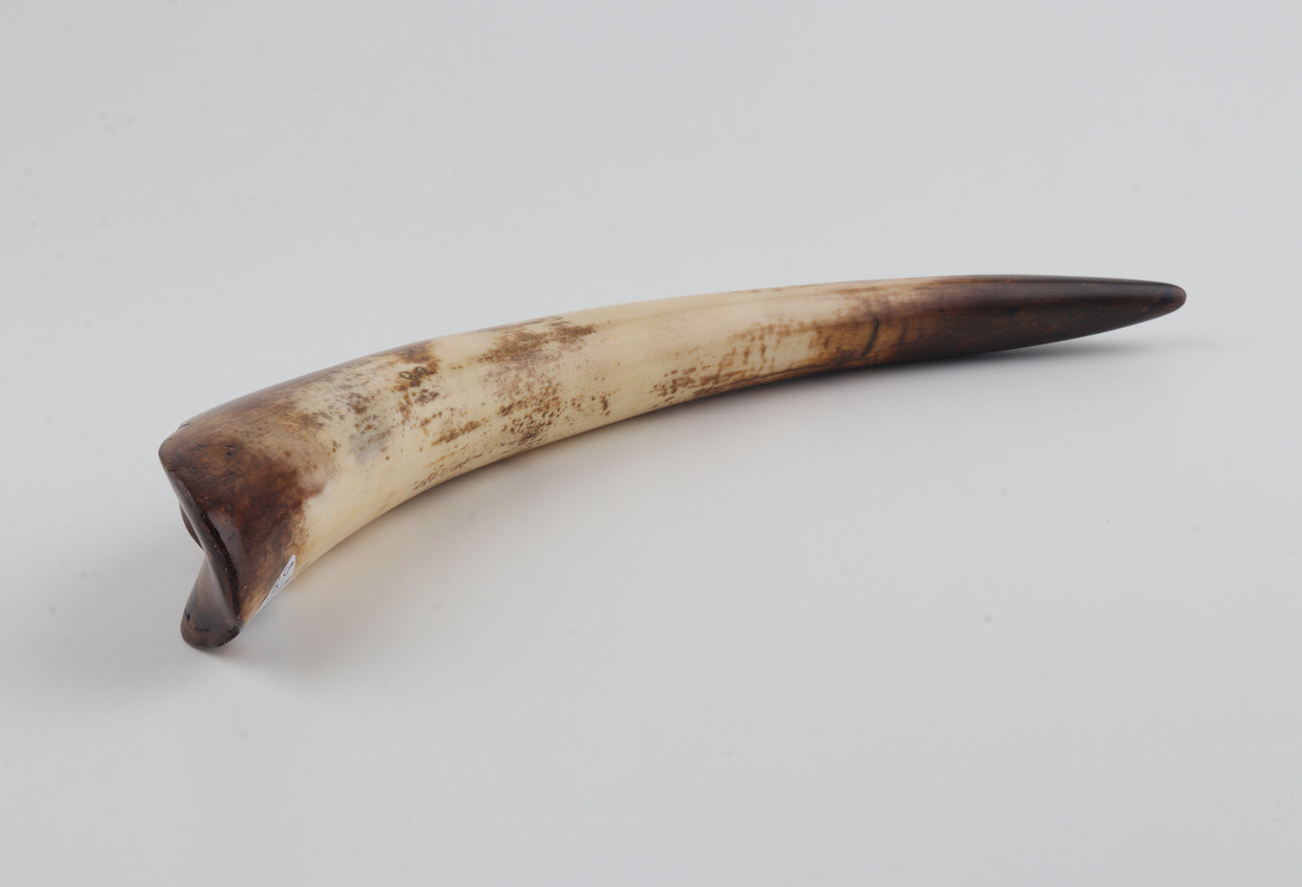 Restored mammoth tusk tip
