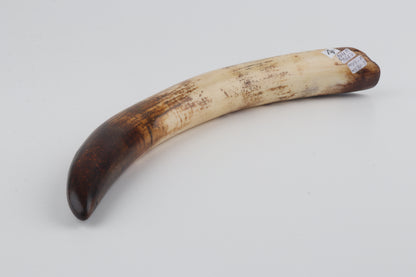 Restored mammoth tusk tip