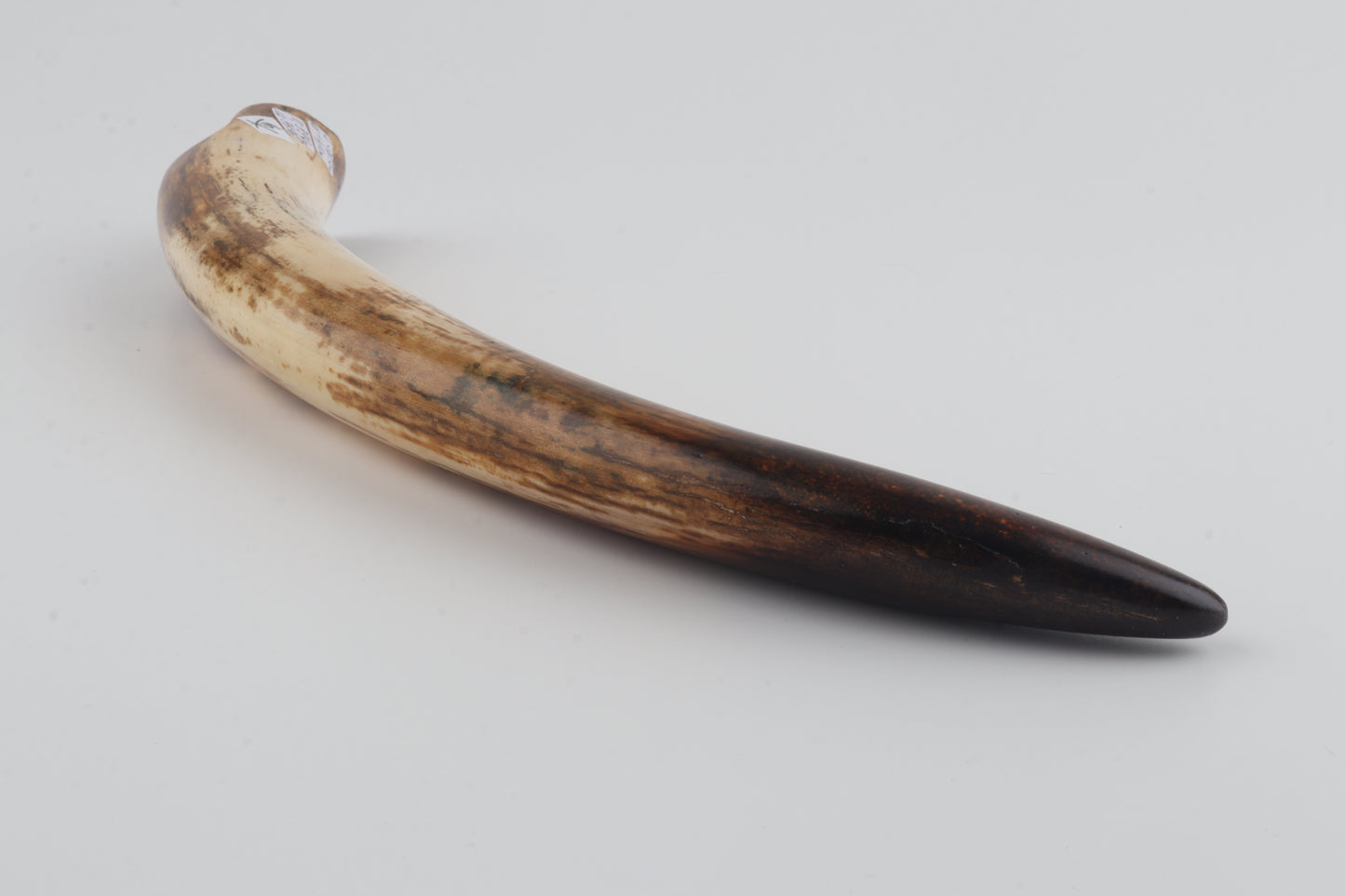 Restored mammoth tusk tip