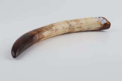 Restored mammoth tusk tip
