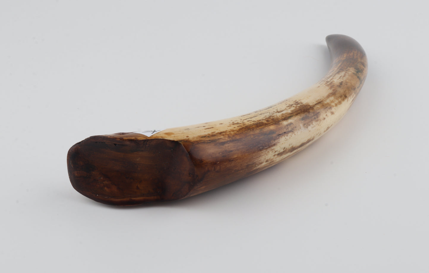 Restored mammoth tusk tip