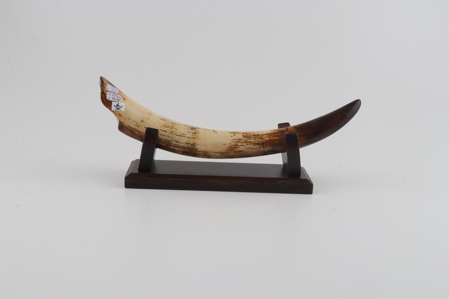 Restored mammoth tusk tip