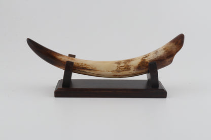 Restored mammoth tusk tip