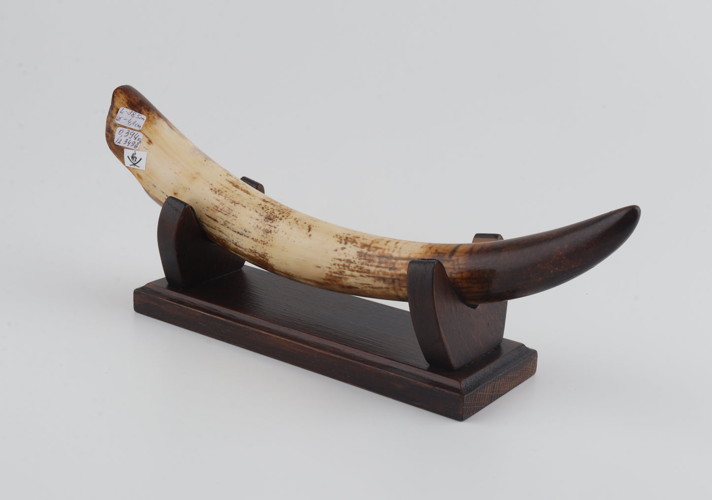 Restored mammoth tusk tip