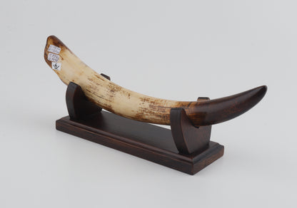 Restored mammoth tusk tip