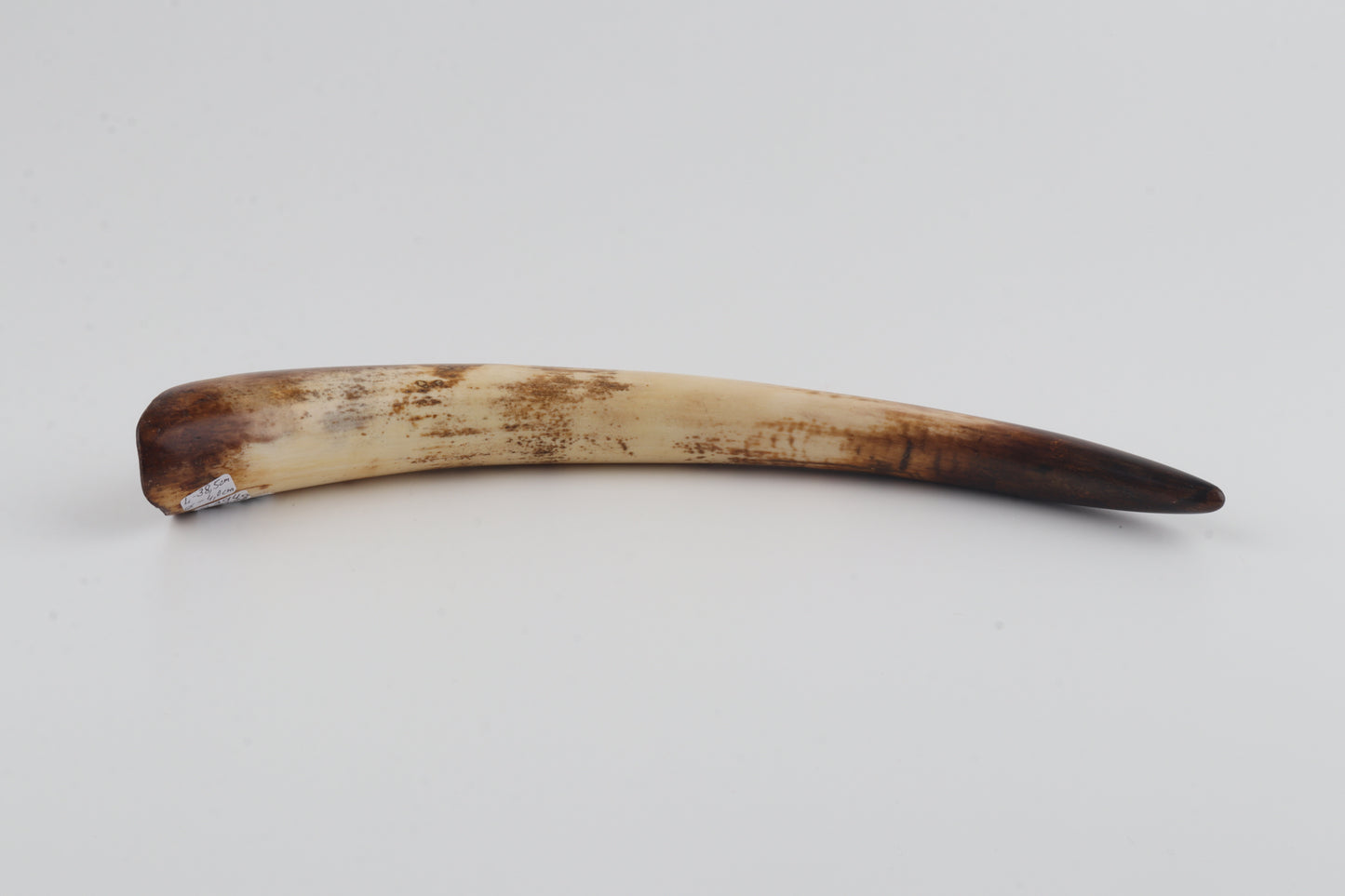 Restored mammoth tusk tip