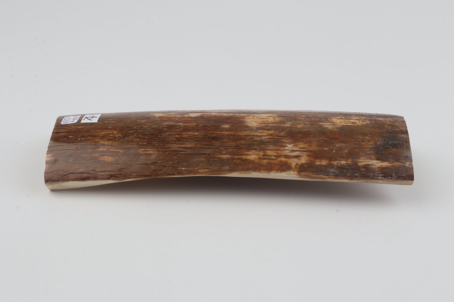 Orange-brown mammoth bark