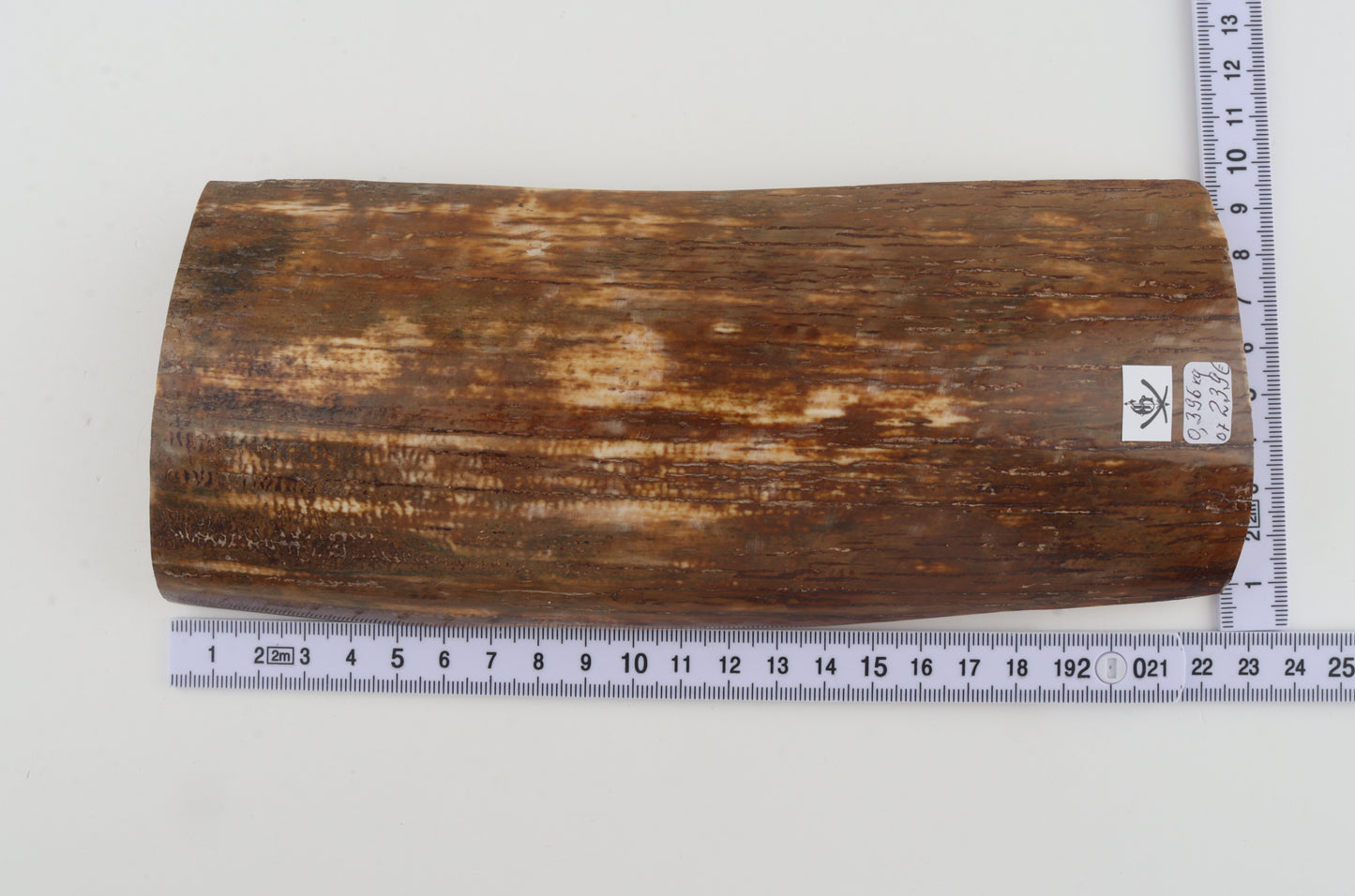 Orange-brown mammoth bark