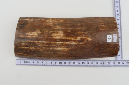 Orange-brown mammoth bark