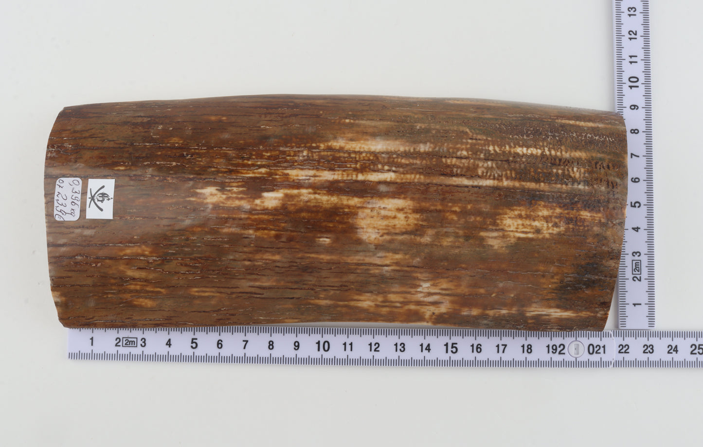 Orange-brown mammoth bark