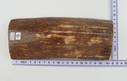 Orange-brown mammoth bark