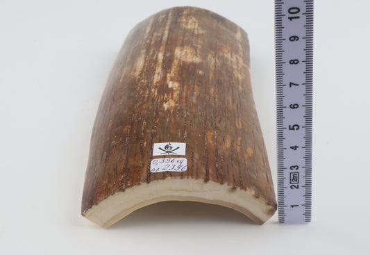 Orange-brown mammoth bark