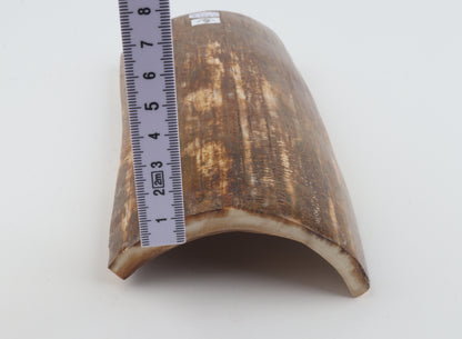 Orange-brown mammoth bark